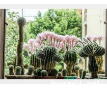 Cactus Equinopsis multi Fiori grandi e profumati